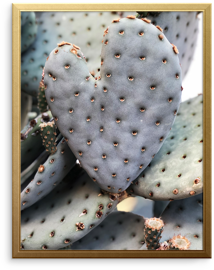 Barbary Fig (1173x1174), Png Download