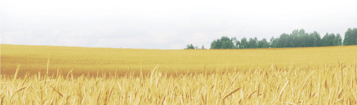 Wheat Field Png - Field (1440x868), Png Download