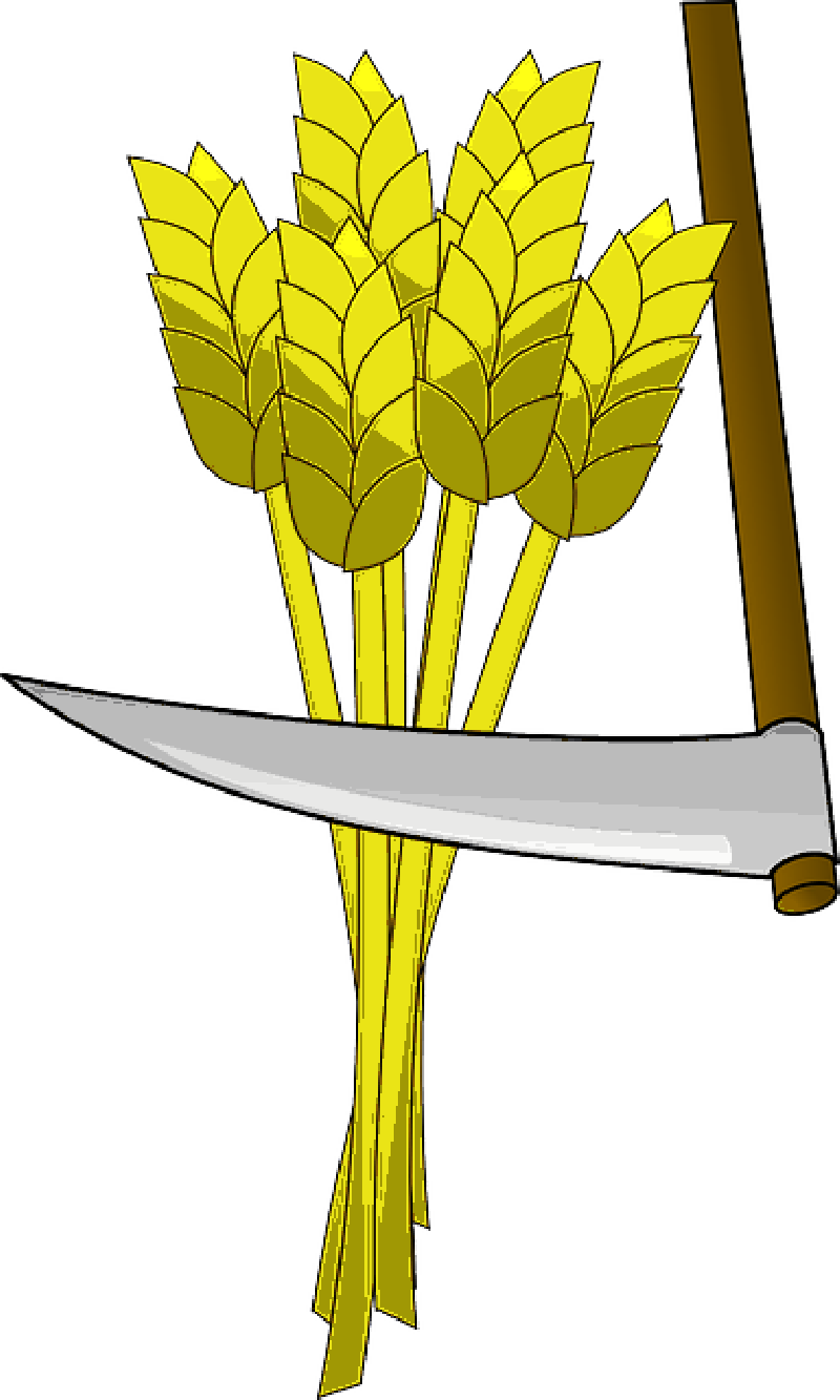 , Wheat Field - Clipart Of Harvest Wheat (800x1333), Png Download