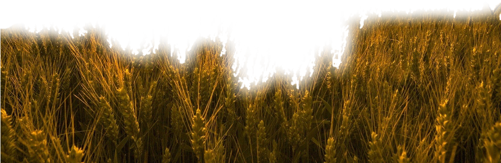 #nature #grass #wheat #trigo #field #freetoedit - Wheat Field In A Sunset (1024x640), Png Download