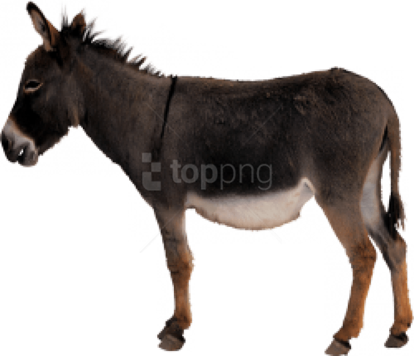 Free Png Download Donkey Png Images Background Png - Ass Png (850x731), Png Download