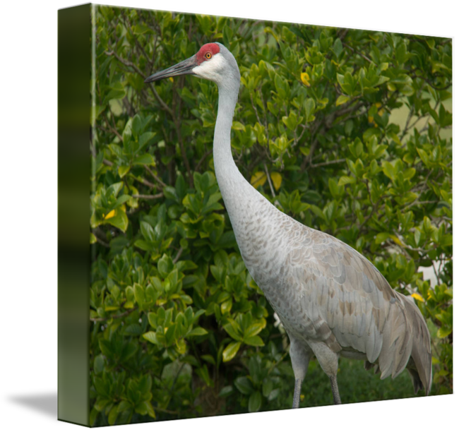 By Valerie Waters - Sandhill Crane (650x612), Png Download