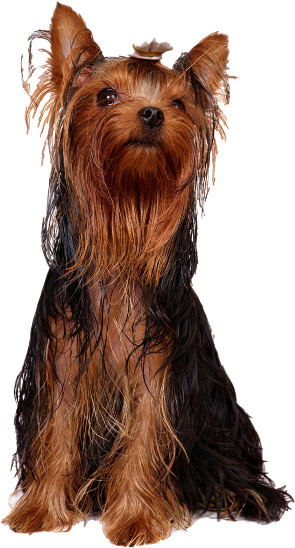 Australian Silky Terrier (759x1199), Png Download