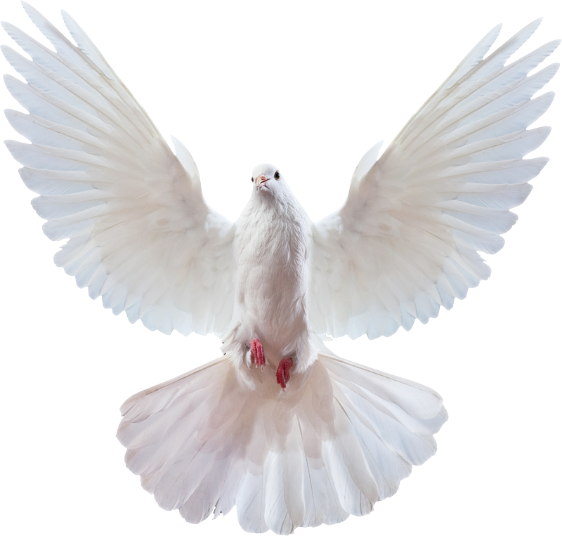 Peace Doves (800x763), Png Download