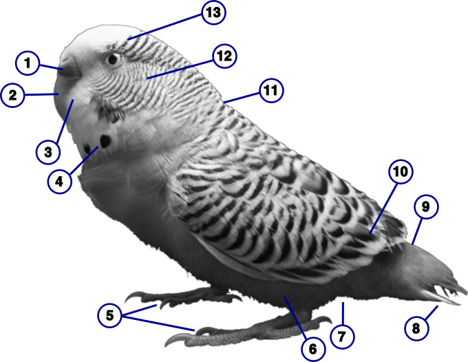 File - Labeledbwbudgie - Parakeet Body Parts (680x526), Png Download