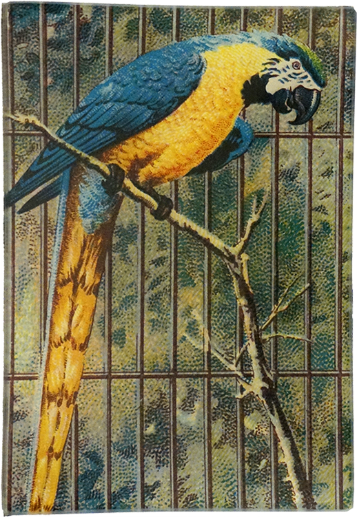 Macaw (800x800), Png Download