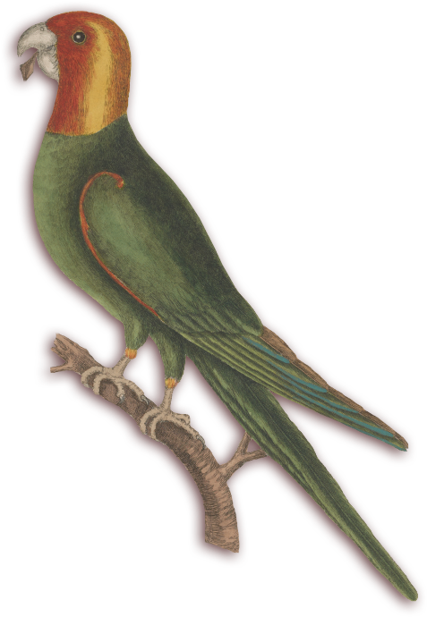 Catesby's Natural History Of Carolina, Florida, And - Budgie (628x984), Png Download