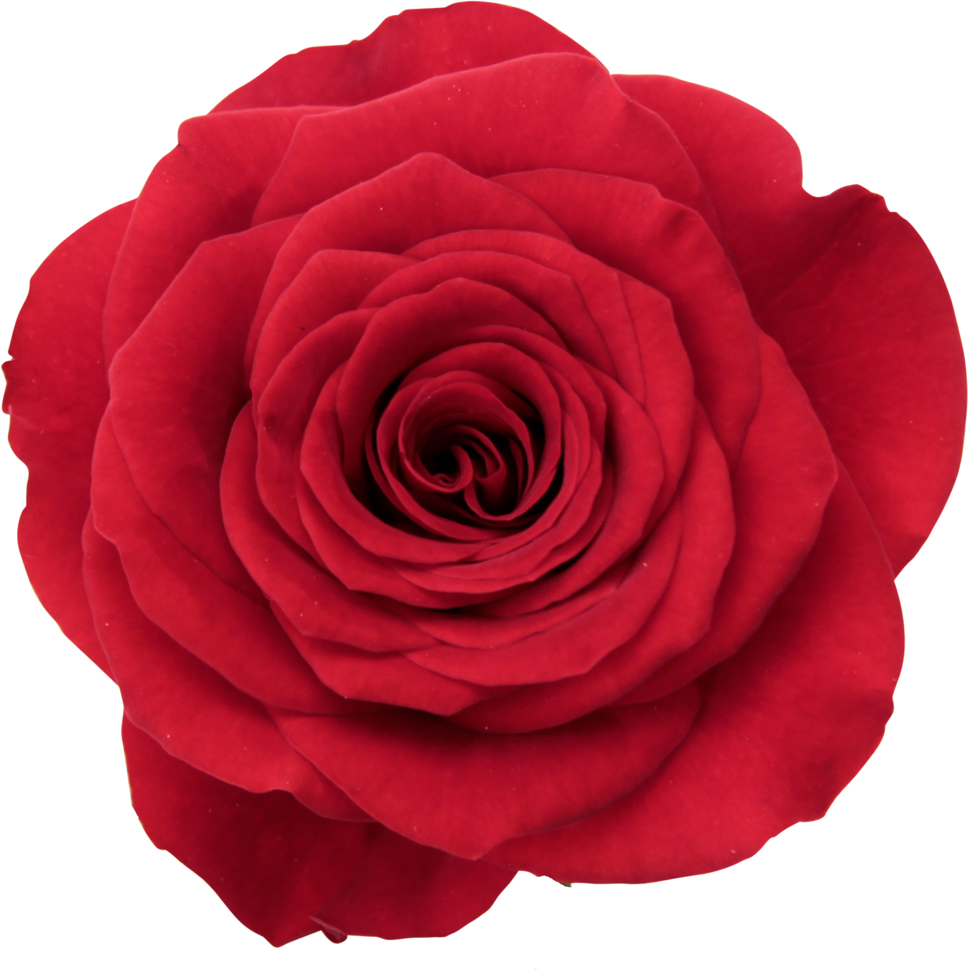 Floribunda (2170x2170), Png Download