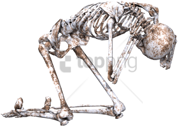 Free Png Download Skeleton On Its Knees Png Images - Skeleton Kneel (850x615), Png Download