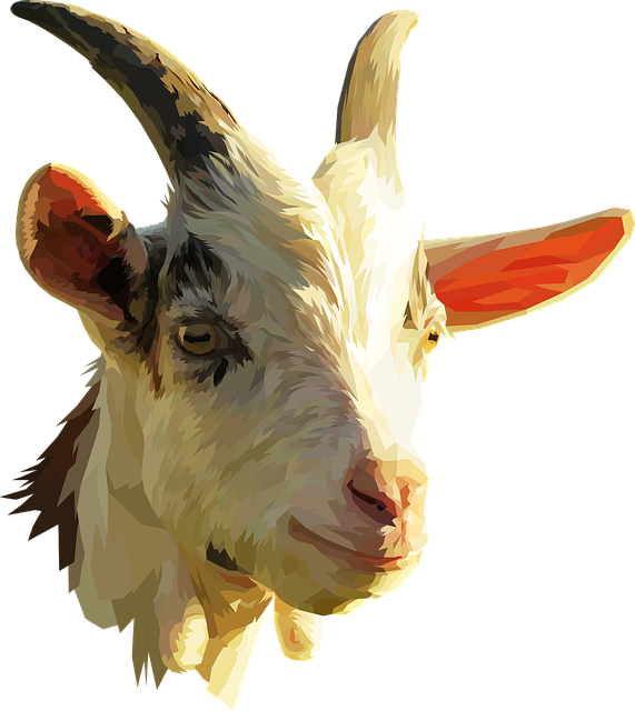 Goat Head Png (571x640), Png Download