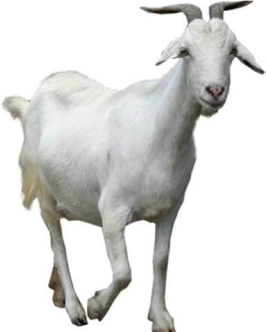 Mountain Goat Clipart Male Goat - Baker Mayfield The Goat (640x480), Png Download