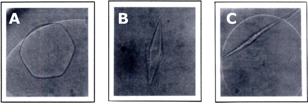 Ice Crystal Shapes And Afp Concentrations - Paper (1075x386), Png Download