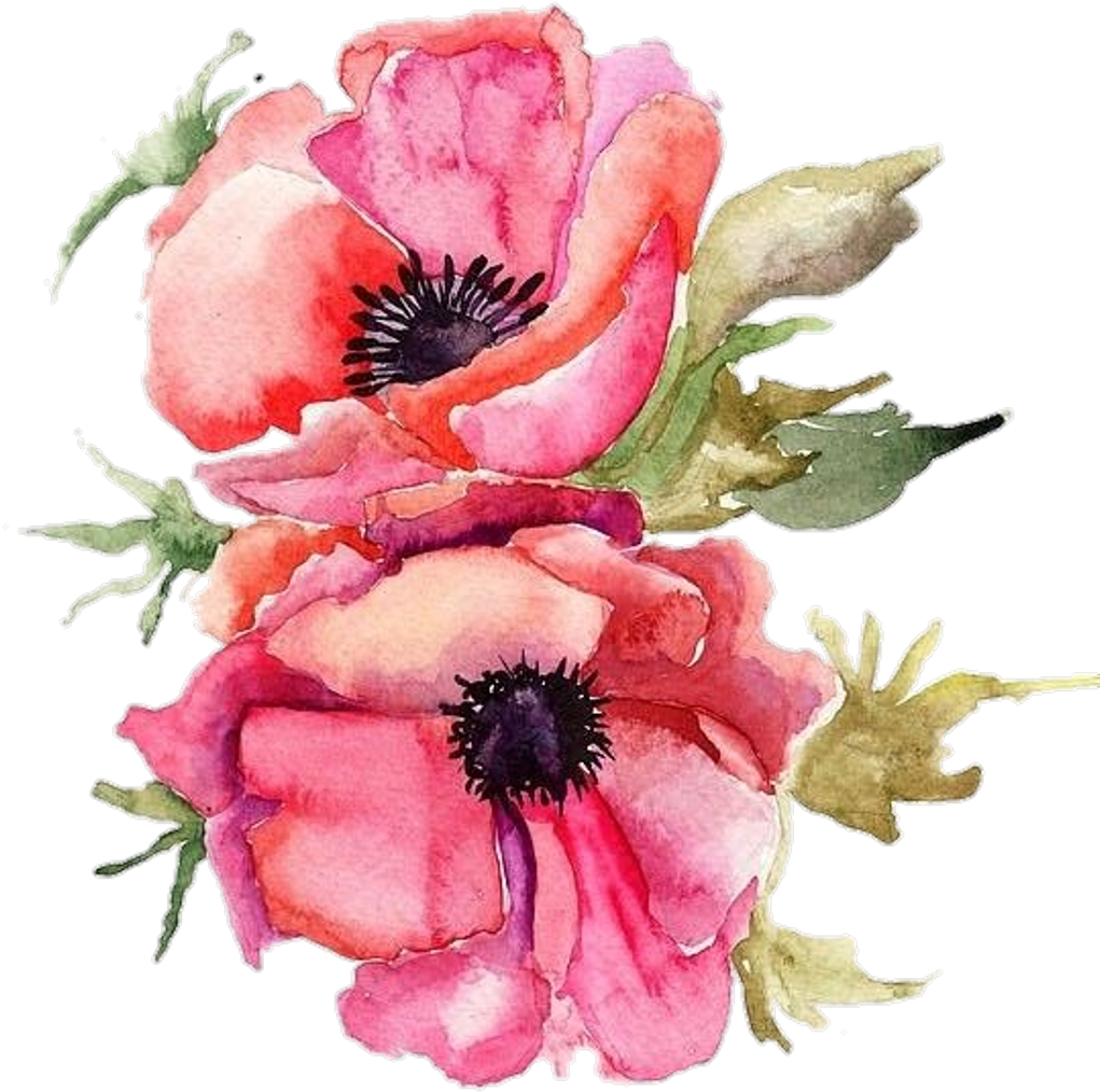 #vertical #poppy #pngstickers #png #watercolor #illustration - Bouquet (1024x1136), Png Download
