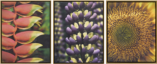 Florals Ii Pk/3 - Art (550x550), Png Download
