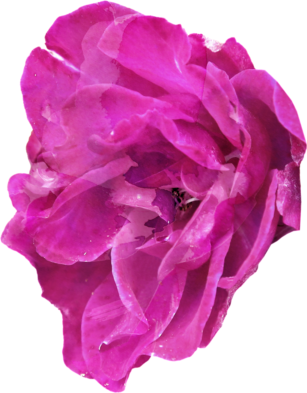 Purple Elegant Floral Transparent Decorative - Purple (1024x1311), Png Download