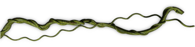Png Jungle Vines (640x480), Png Download