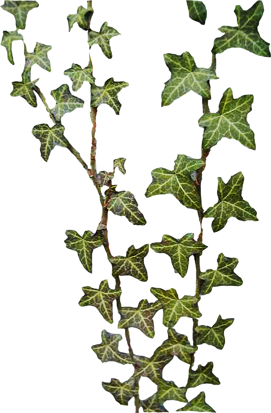 Jungle Vine Clipart - Ivy (1000x1333), Png Download