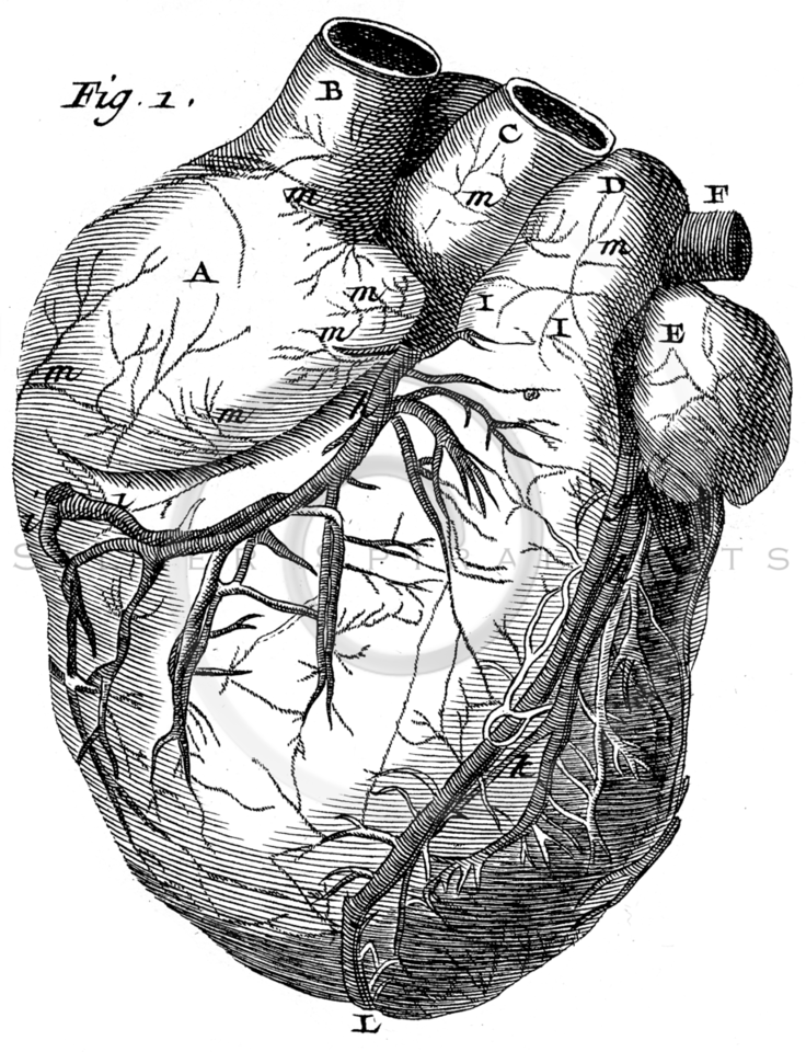 Royalty Free Stock Vintage Illustrations Photo Keywords - Vintage Heart Anatomy Png (736x960), Png Download