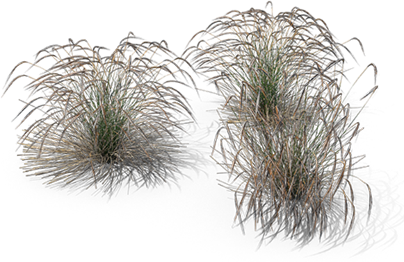 Ornamental Grasses - Stipa Png (600x600), Png Download