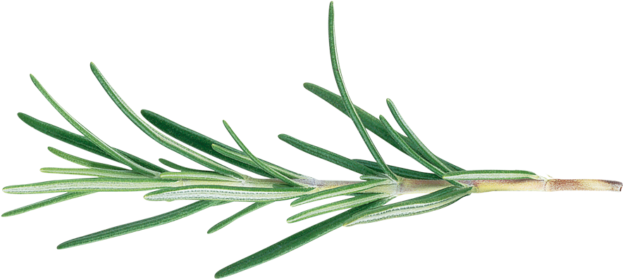 Rosmarinus Officinalis (1024x683), Png Download