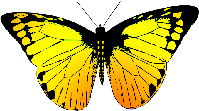 Butterfly With Many Colors - Butterfly Wing Black And White (709x496), Png Download