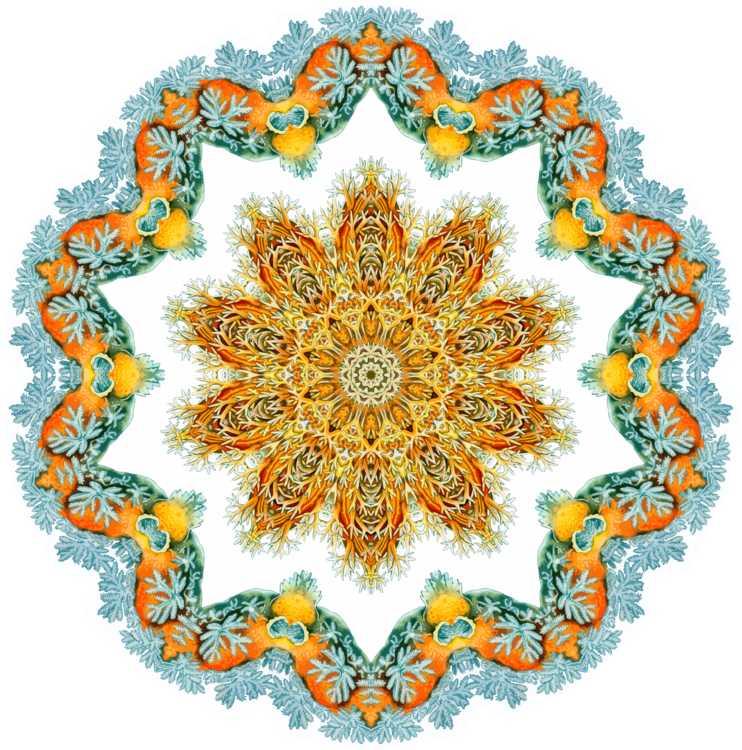 Doily Lace Paisley (742x750), Png Download