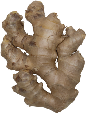 Ginger - Gambel Oak (400x400), Png Download