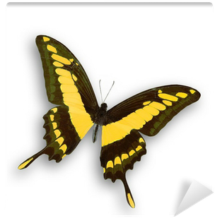 Miracle Lady: A Spiritual Journey (400x400), Png Download