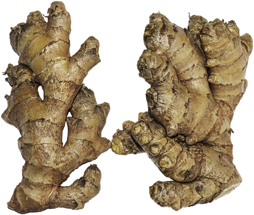 Ginger, Rhizome, Ginger Root, Zingiber Officinale - Chinese Ginger Vs Indian Ginger (848x720), Png Download