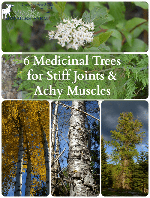 Harvest Bark By Cutting A Branch From The Tree And - Medicinal Trees (500x657), Png Download