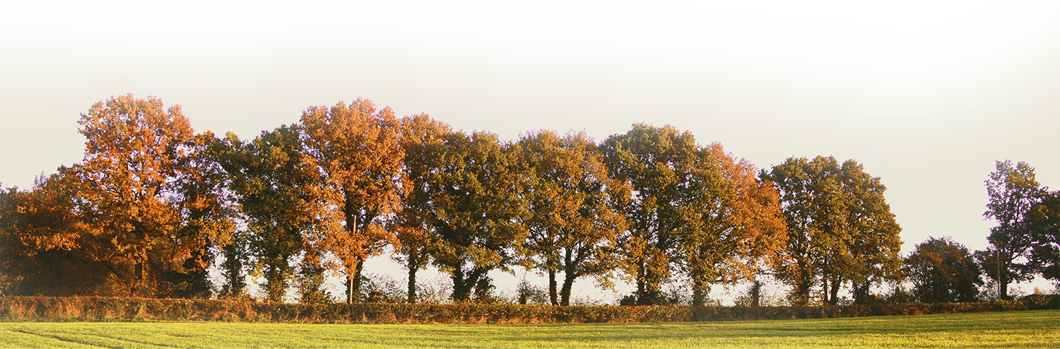 Tree Line - Royalty-free (1500x494), Png Download