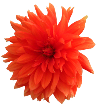 Orange Dahlia Flower Png - Realistic Flower Clip Art (356x384), Png Download