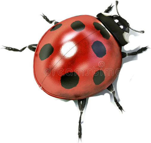 Ladybird Beetle (507x480), Png Download