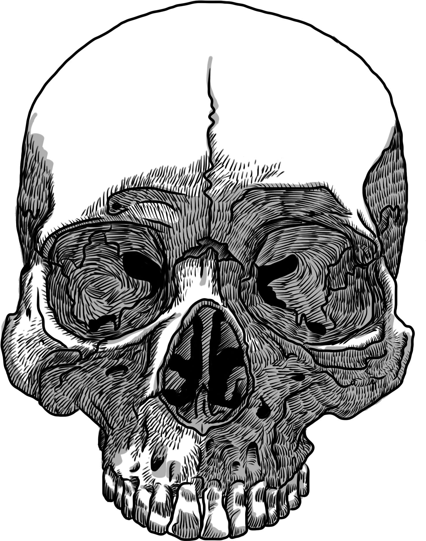 Drawn Skull Transparent Skull - Skull Drawing Transparent (1536x2048), Png Download