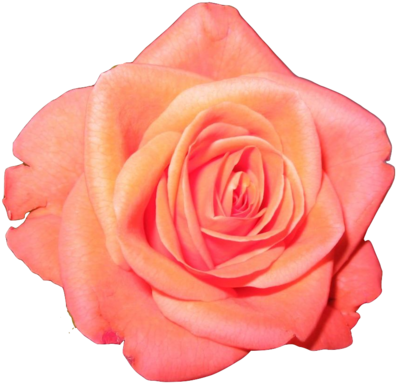 Orange Rose Transparent - Laugh Rose Poster Print By Lauren Gibbons (600x480), Png Download