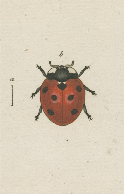 Leaf Beetle (800x800), Png Download