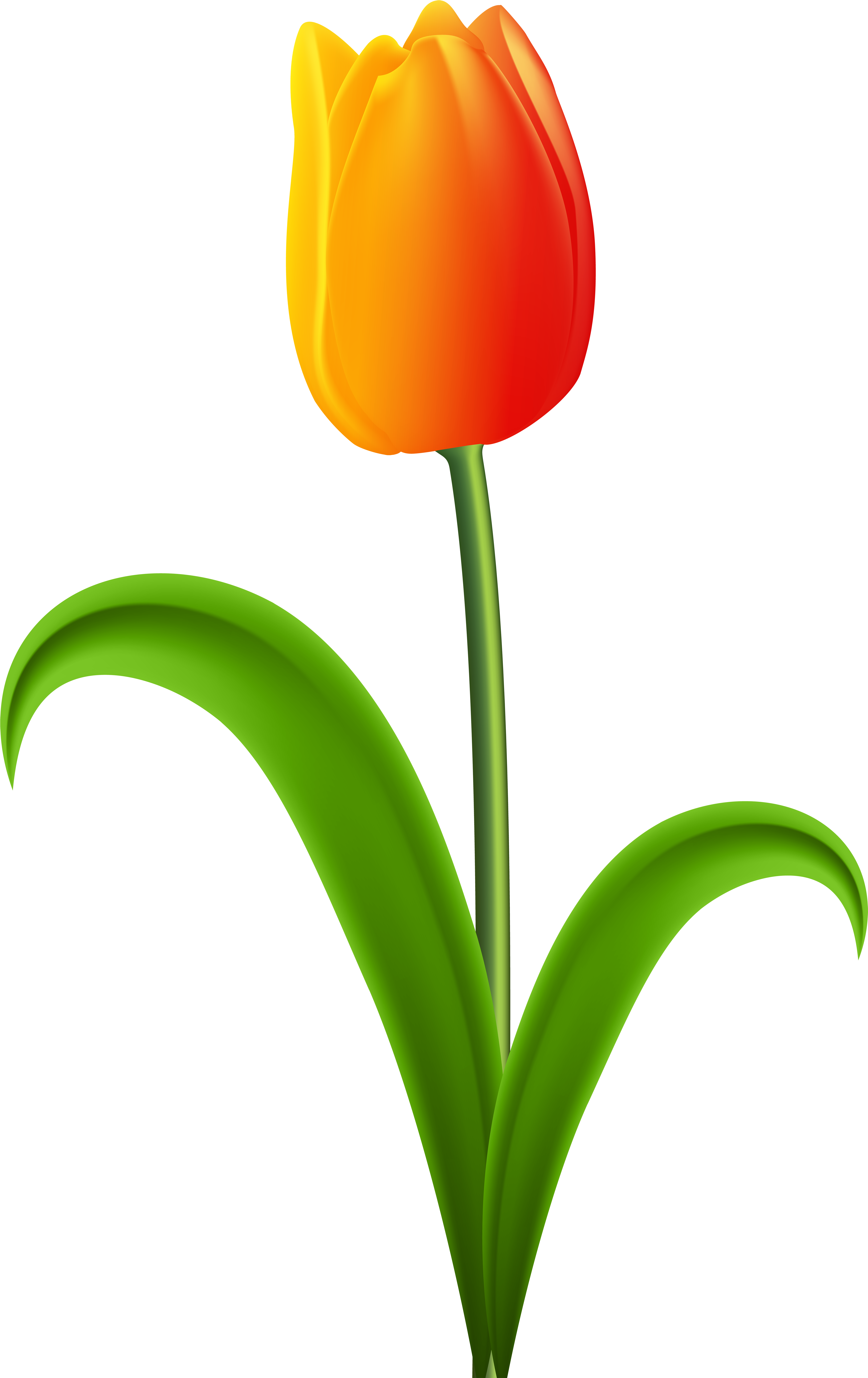 Beautiful Tulip Transparent Clip Art Gallery Yopriceville - Tulips Clipart Png (5130x8000), Png Download