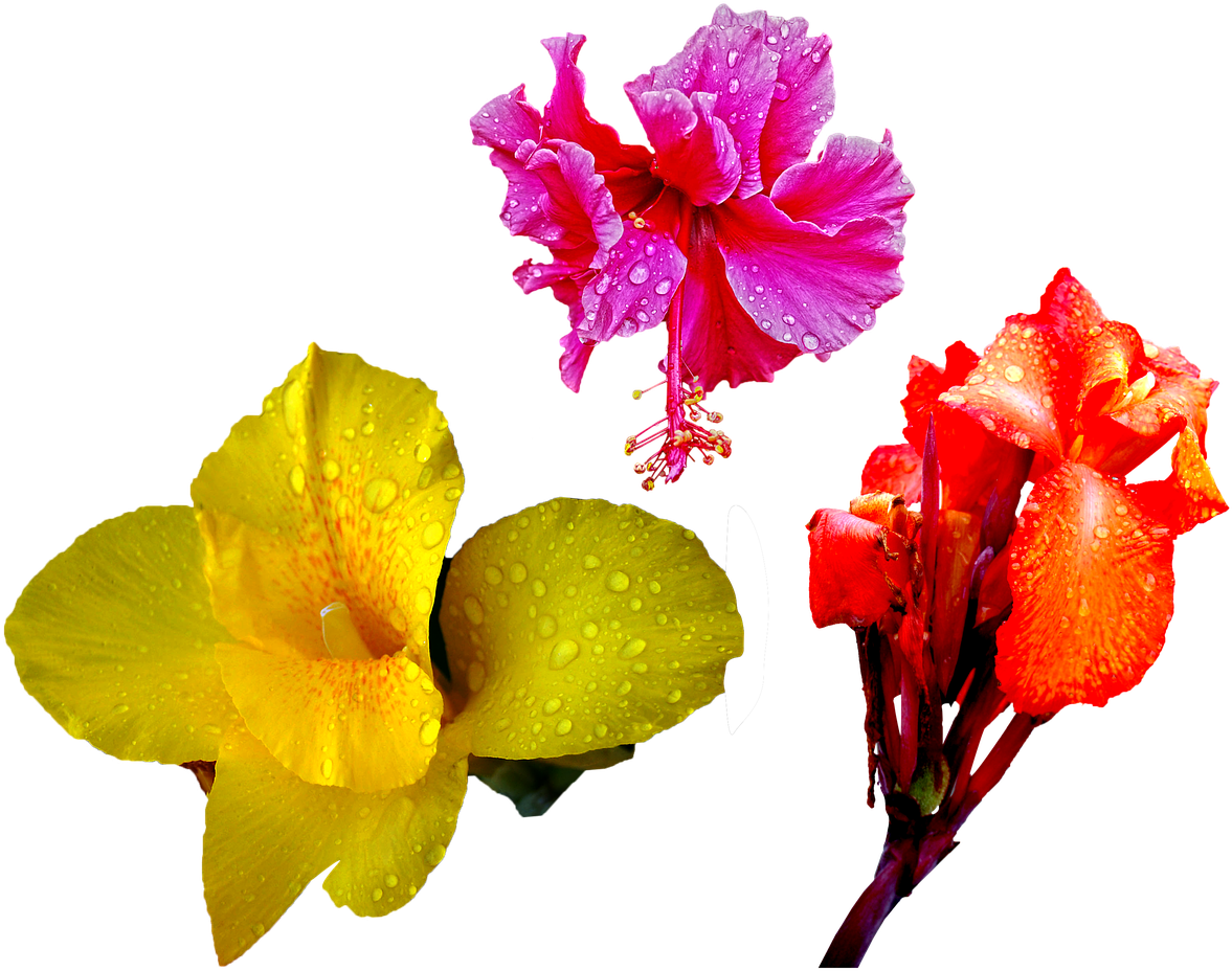 Png Flower Drops (1280x977), Png Download