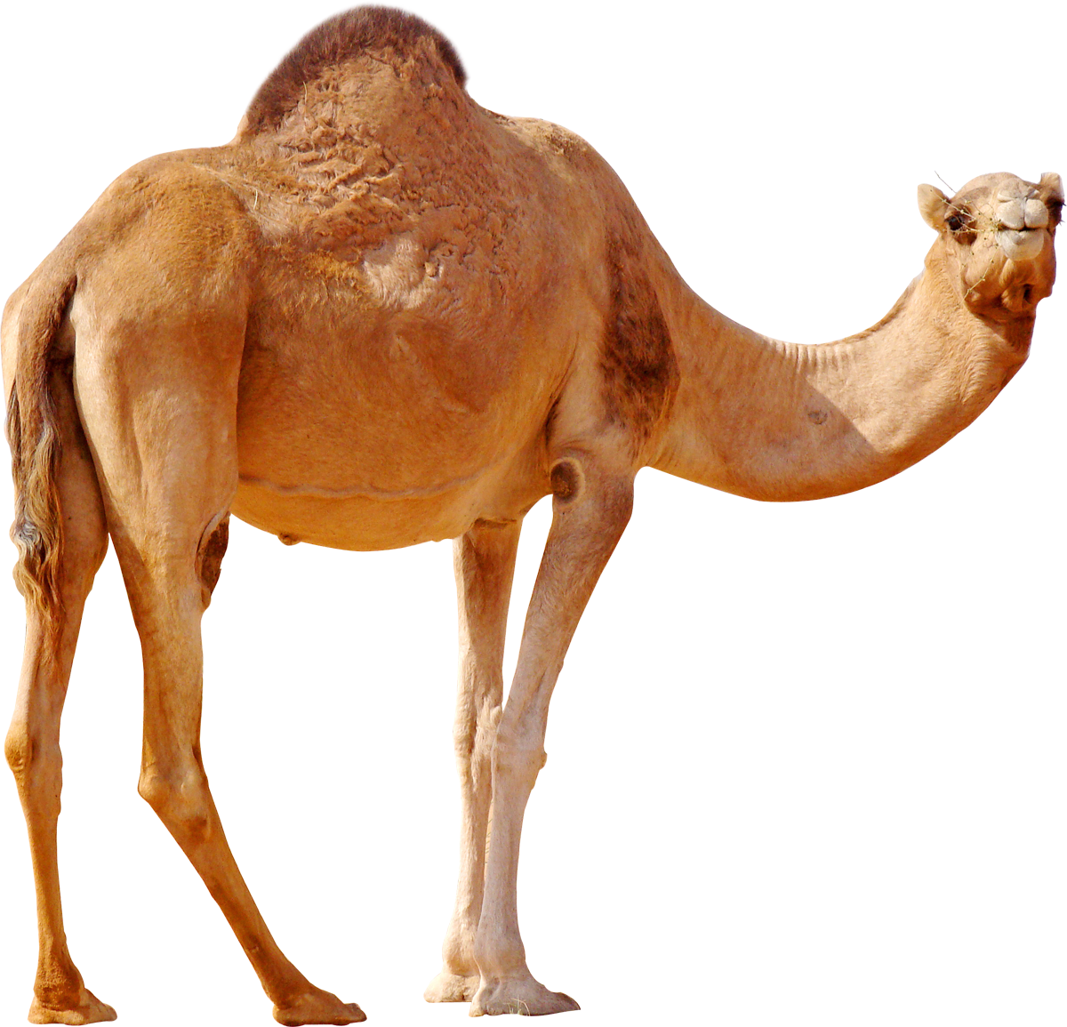 Camel Png (1200x1155), Png Download
