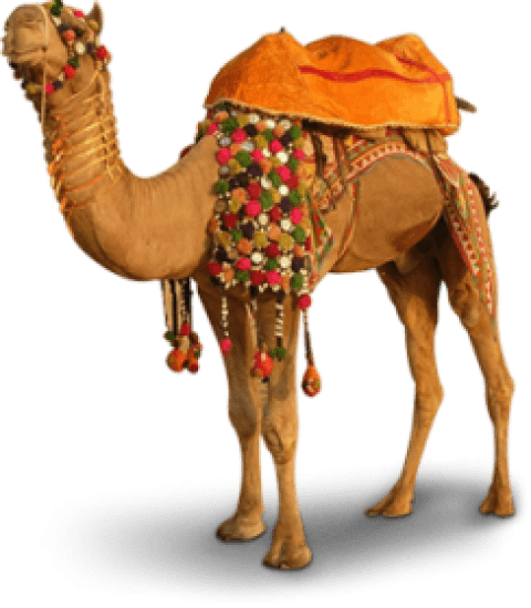 Free Png Camel Png Images Transparent - Camel Image Hd Png (480x549), Png Download