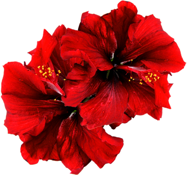 Since 1980 Fppi Was Established As A Family Business - Vitroleros De Agua Jamaica Png (389x358), Png Download