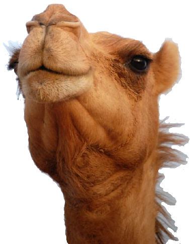 Camel Png (648x486), Png Download