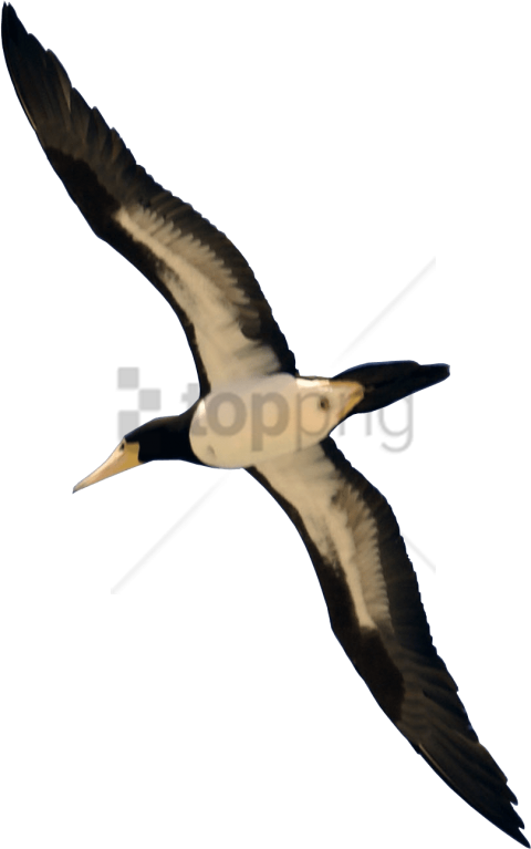 Free Png Download Real Bird Flying Png Images Background - Real Bird Flying Transparent (480x767), Png Download