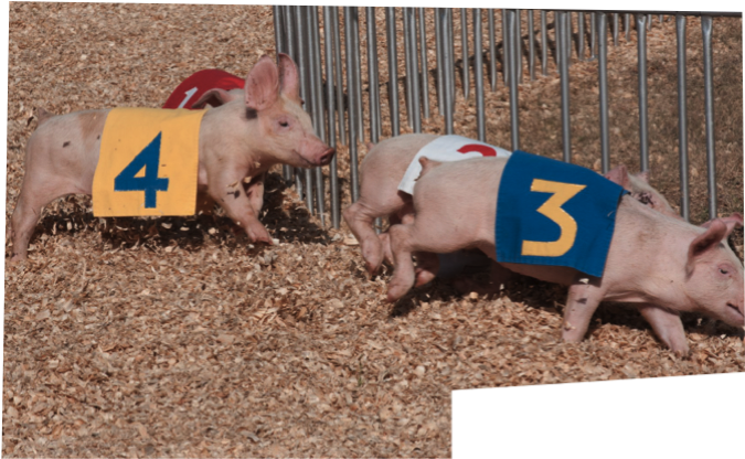 Pig Races - Domestic Pig (675x502), Png Download