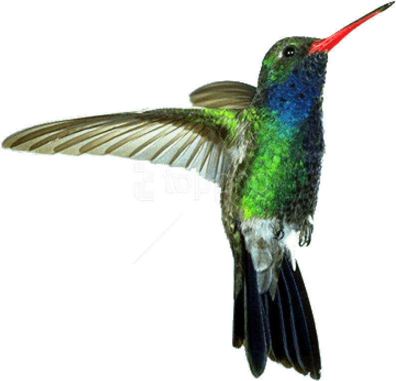 Free Png Download Hummingbird Red Green Png Images - Hummingbird Png (850x831), Png Download