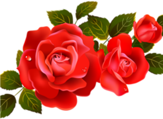 Red Rose Clipart Divider - Rose Flower Hd Png (640x480), Png Download
