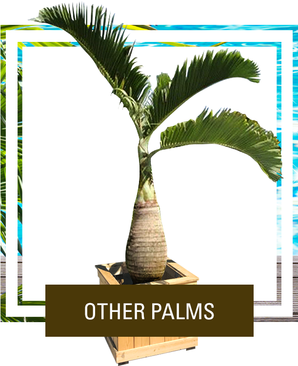 Picture (670x917), Png Download