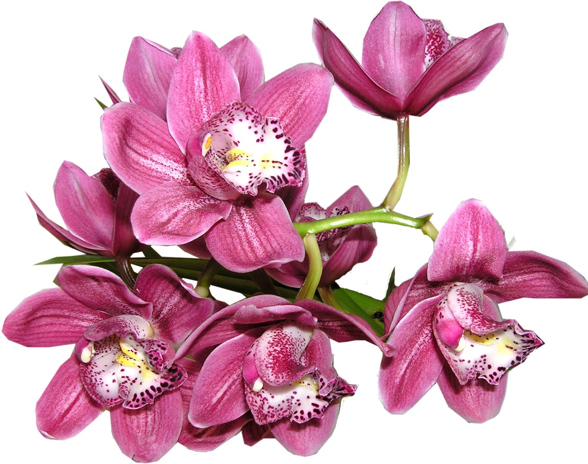 Orchid - Anggrek Png (1994x1939), Png Download