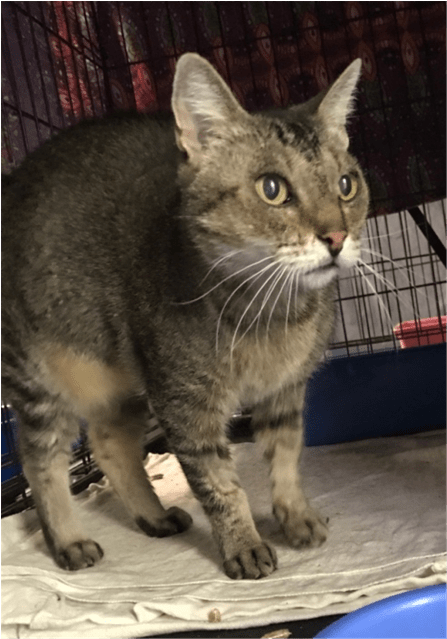 Photo Of Possum - Domestic Short-haired Cat (638x638), Png Download
