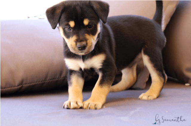 Donate To Petrescue - Companion Dog (638x638), Png Download